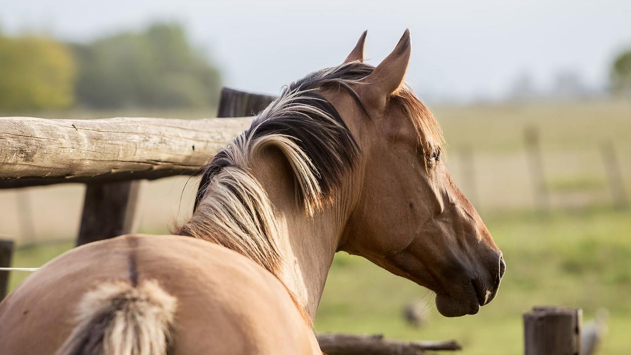 Estancia La Bandada San Miguel del Monte Εξωτερικό φωτογραφία